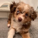 red-merle-toy-australian-shepherd-puppies. Red Merle Toy Australian Shepherd Puppies​