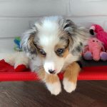 toy-aussie-puppies-for-sale. Toy Aussie Puppies for Sale.