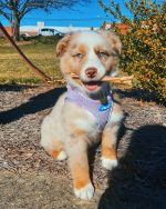 buy-australian-shepherd-puppy. Buy Australian Shepherd Puppy