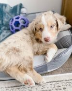 red-merle-miniature-australian-shepherd-for-sale. Red Merle Miniature Australian Shepherd for Sale.