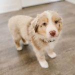 red-merle-miniature-australian-shepherd-for-sale. Red Merle Miniature Australian Shepherd for Sale.