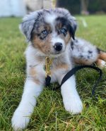 australian-shepherd-adoption. Australian Shepherd Adoption​.