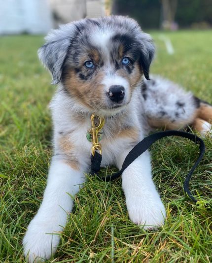 australian-shepherd-adoption. Australian Shepherd Adoption​.