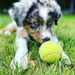 australian-shepherd-adoption. Australian Shepherd Adoption​.