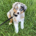 australian-shepherd-adoption. Australian Shepherd Adoption​.